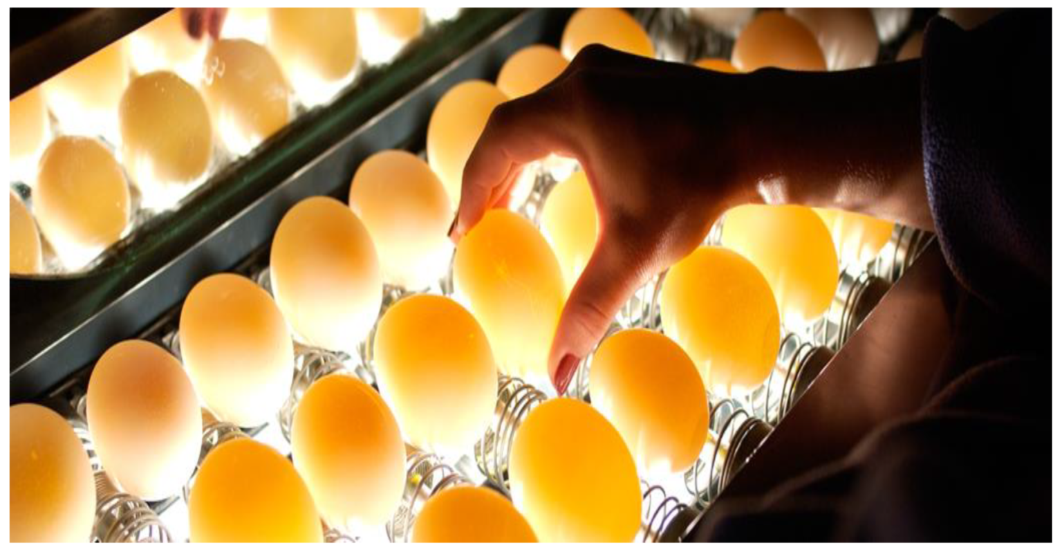 Huevos Fértiles